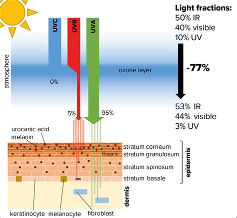 The molecular biology of sunburn - Dermatologie - Universimed ...