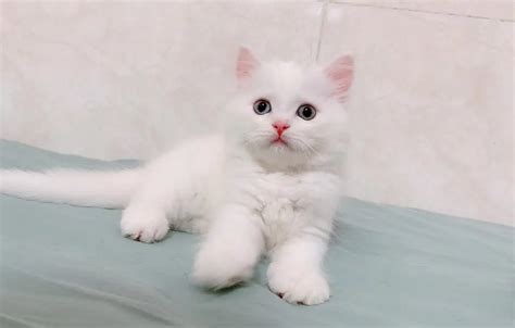 纯白猫是什么品种-宠物网问答