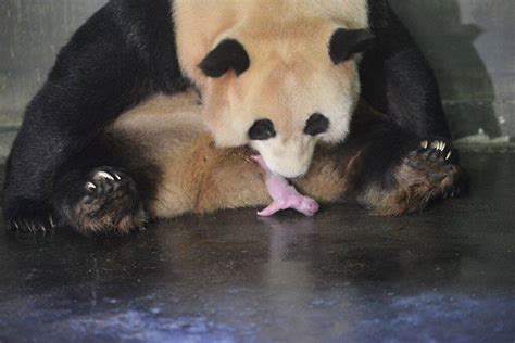 大熊猫的怀孕时间大概有多久？_酷知经验网
