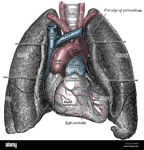 Respiratory system anatomy hi-res stock photography and images - Alamy