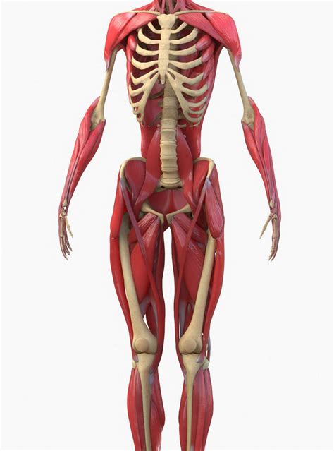 Image result for Full Body Muscle Model