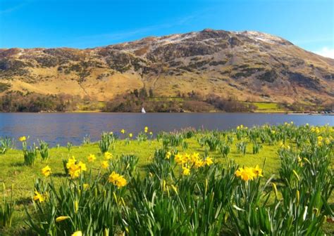 Best daffodil walks in Britain