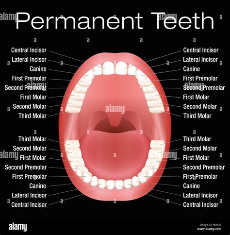 Name Of Teeth Chart – List Of Teeth Numbers – JOCIL