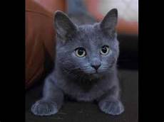 blue cats ideal companion russian blue cats things to blue cats ideal companion russian blue cats things to