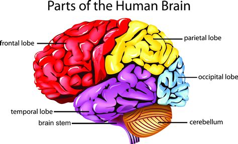 Parts Of The Brain Diagram Quiz