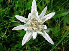 fiore edelweiss edelweiss highlands fiori fiore edelweiss edelweiss highlands fiori