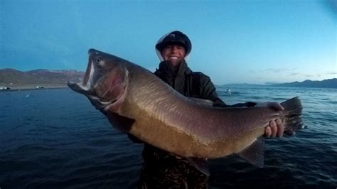 Pyramid Lake Nevada Fish at Jacqueline Arnold blog