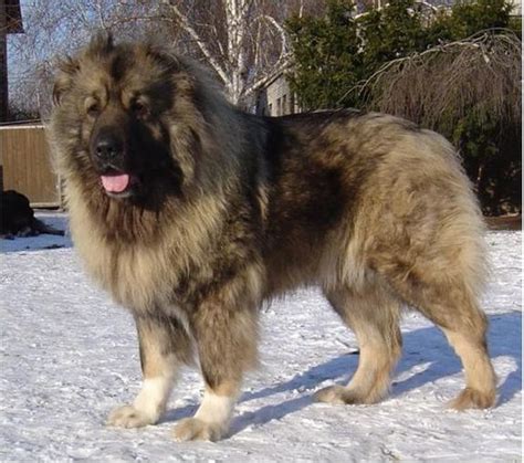 「犬中之王」高加索犬 全世界最大的狗 | ETtoday寵物雲 | ETtoday新聞雲