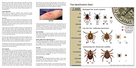 Tick identification chart - frosdeo
