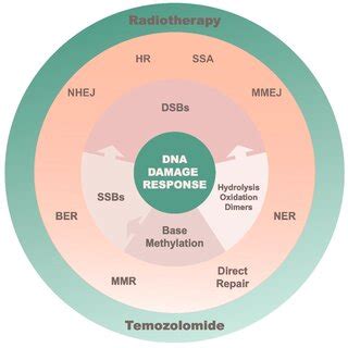 Steps to DNA Repair 的图像结果