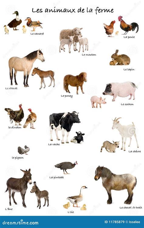 Collage of Farm Animals in French Stock Image - Image of chicken ...