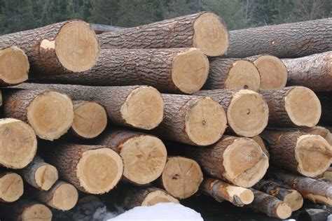 Log Home Build 的图像结果