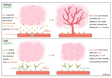 Side Effects Of Bevacizumab
