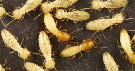 Are Springtails In Soil Good Or Bad? (Digging Up The Truth!)