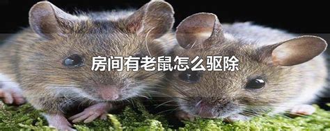 上海璞丽酒店就老鼠事件致歉顾客，消杀公司：老鼠为外部侵入_围观_澎湃新闻-The Paper