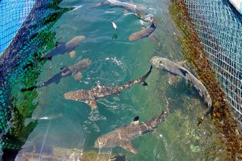 Bali Sharks Eco Adventures in Bali - Conservation and Ecotourism in Southern Denpasar - Go Guides