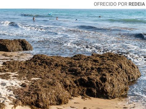Spanish Scientists Transform Invasive Strait Algae into a Strategic ...