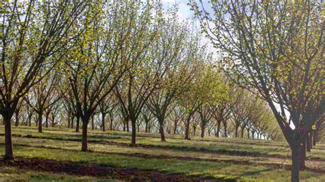 Image result for Hazelnut Tree Nut