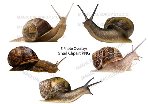 Male Female Snail Garden