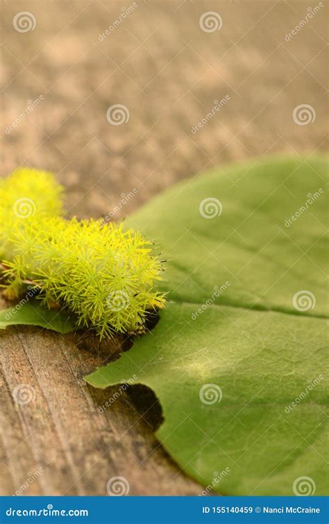 Automeris IO Caterpillar Eating Redbud Leaf Stock Image - Image of ...