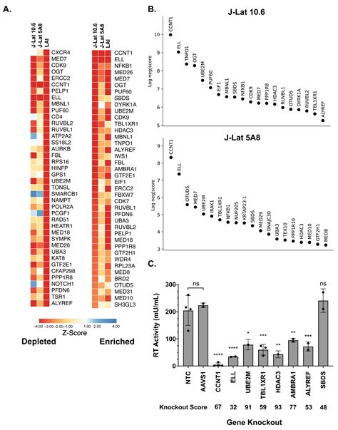 A CRISPR Screen of HIV Dependency Factors Reveals That CCNT1 Is Non ...