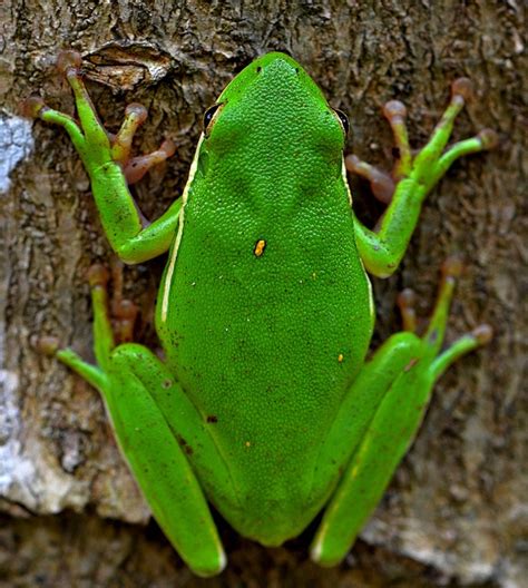 frog drawing top view