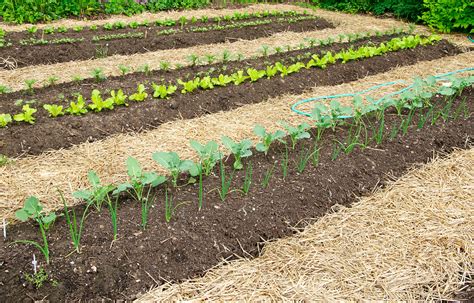 How To Mulch Around Vegetable Plants at Gabrielle Sutherland blog
