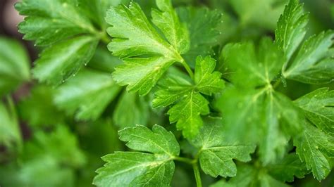 Tackle bad breath during the lockdown with these 7 foods | GQ India