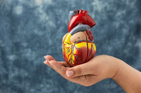 Person holding anatomic heart model for educational purpose | Free Photo