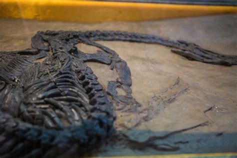 中三叠晚期的贵州龙竟然还是恐龙的远房亲戚？