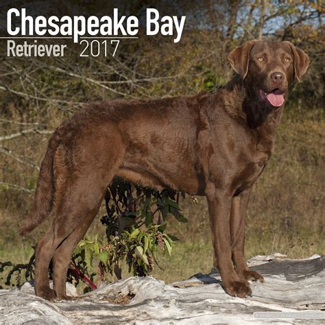 Chesapeake Bay Retriever Calendar 2017 : Avonside Publishing Ltd ...