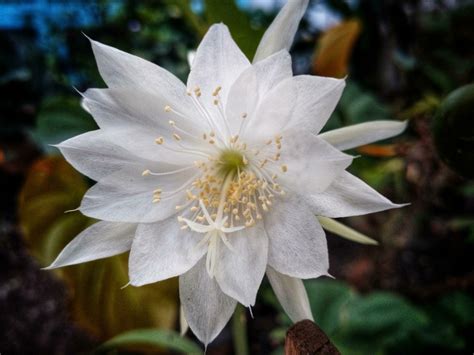 Flower of Princess of the Night or epiphyllum pumilum. Epiphyllum ...