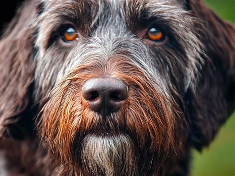 Wirehaired Pointing Griffon: The Skilled and Loyal Gun Dog