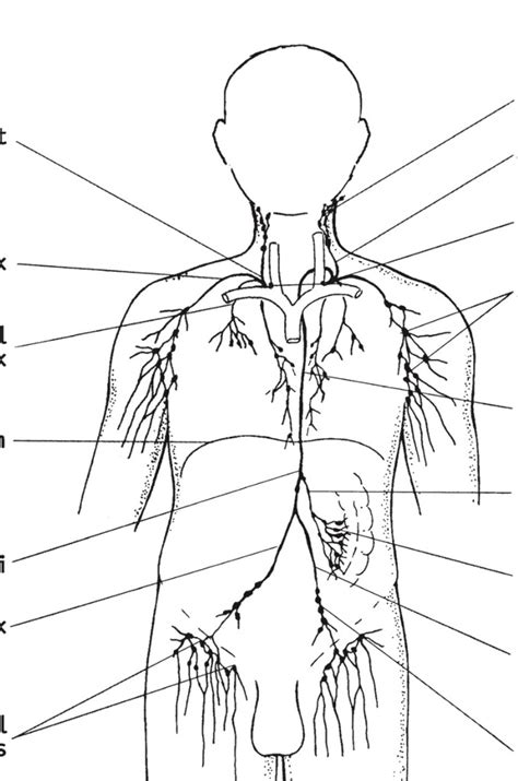 Image result for Lymphatic Trunks Model
