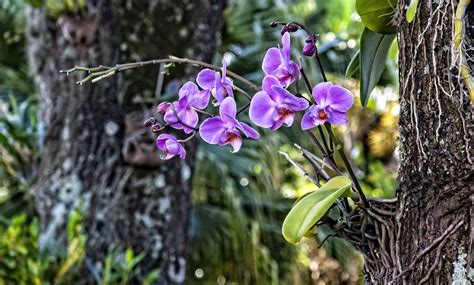What Are Epiphytes and How to Care For Them?