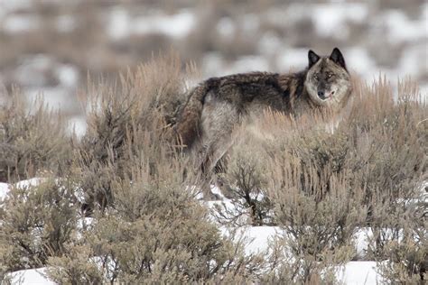Image result for Gray Wolves Yellowstone