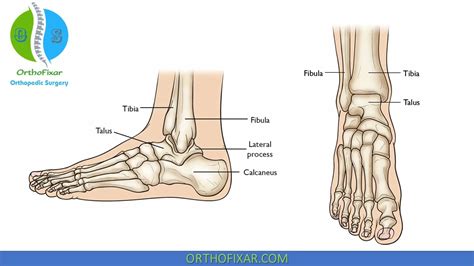 Ankle Bones Names And Anatomy With Labeled Diagrams | atelier-yuwa.ciao.jp