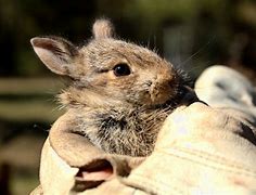 Image result for Baby Bunnies Outside