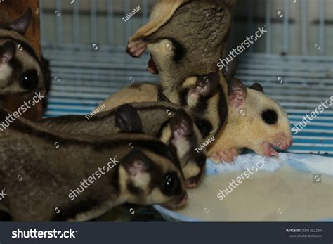 Petaurus Breviceps Sugar Glider Special Pet Stock Photo 1008762229 ...