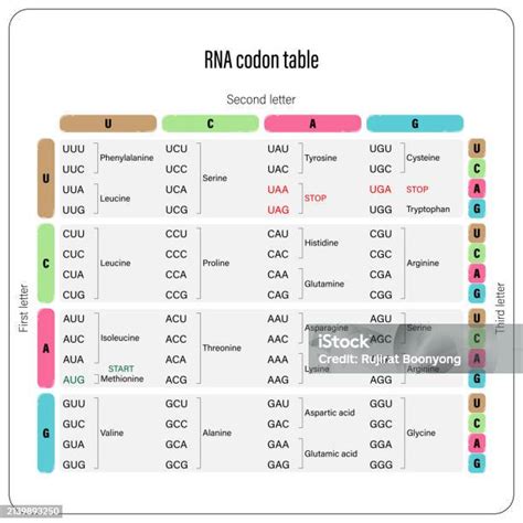 DNA and RNA codon tables Codon Usage 的图像结果