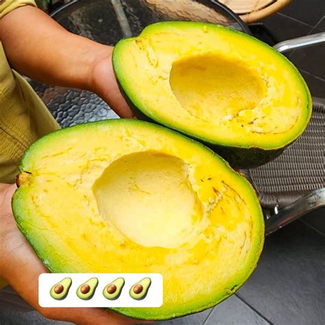 Kendil Avocado Live Plant (Persea americana) – veliyathgardens