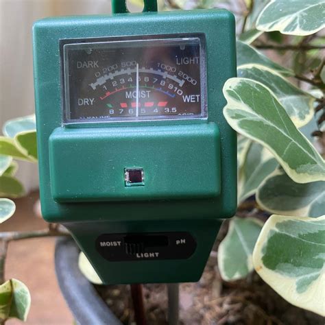 Image result for Ficus Triangularis Variegata Humidity