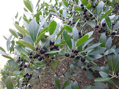 Ilex glabra 'Densa' - dense inkberry | The Dawes Arboretum