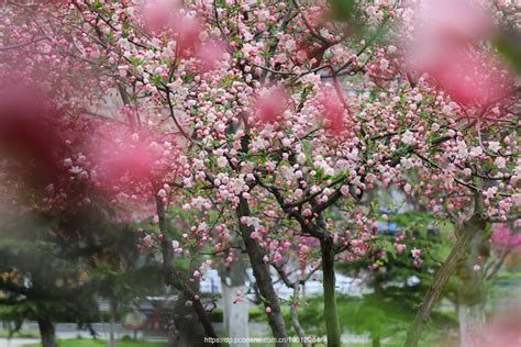 春暖花开粉红色桃花高清图片下载-正版图片500839021-摄图网