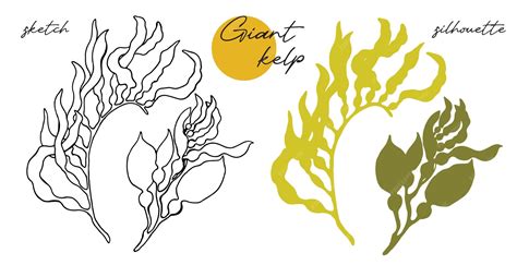 Premium Vector | Kelp super food hand drawn sketch vector illustration