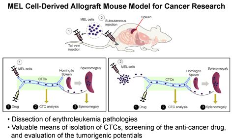 Development of a MEL Cell-Derived Allograft Mouse Model for Cancer Research