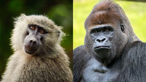 What's the difference between apes and monkeys? | Live Science