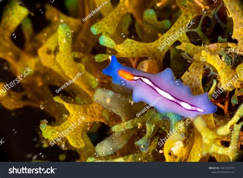 Phylum Platyhelminthes Flatworms