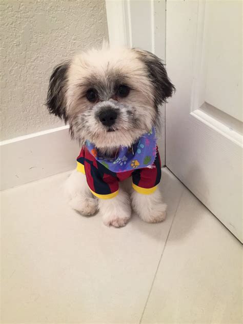 Shih Tzu Pomeranian Mix Black