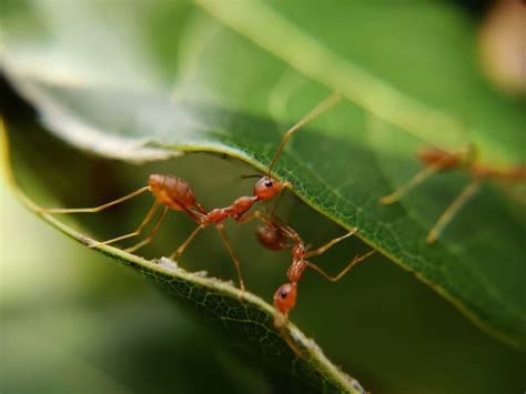 10 Animals That Are Way Smarter Than You Think